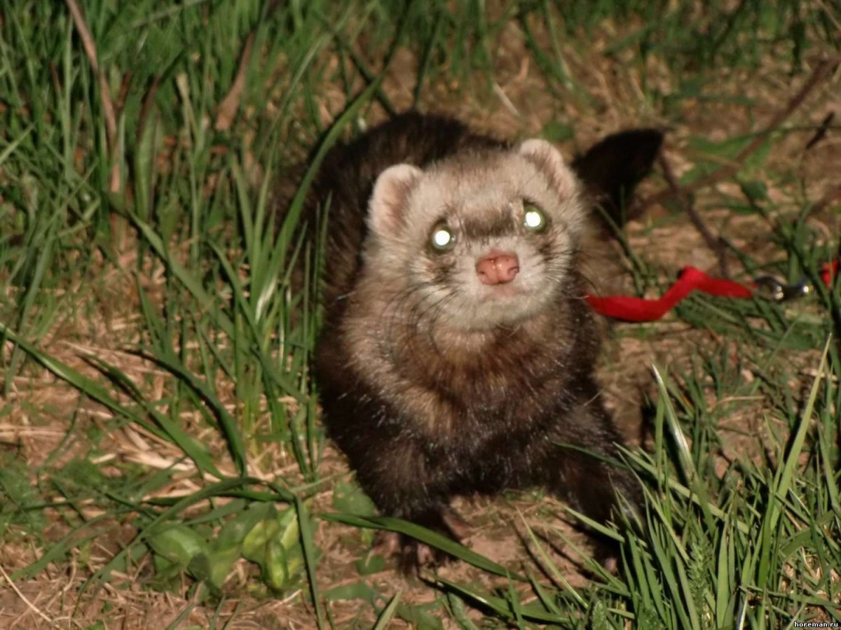 Черноногий хорек (Mustela nigripes)