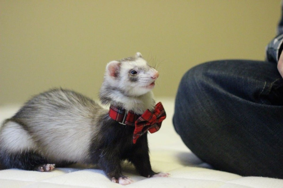 Лесной хорёк