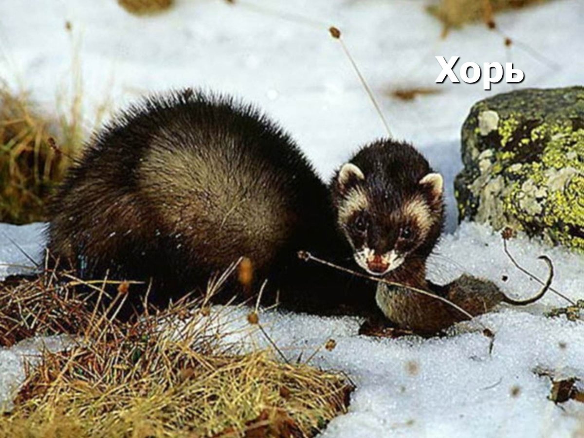 Хорь на Дону