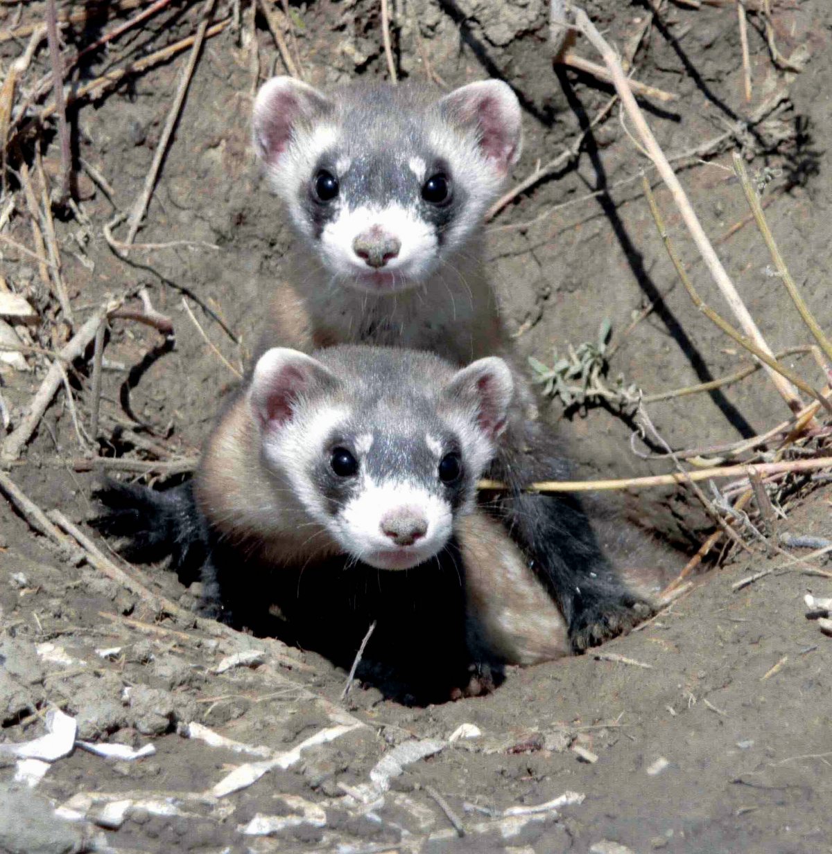 Хорь в норе Степной