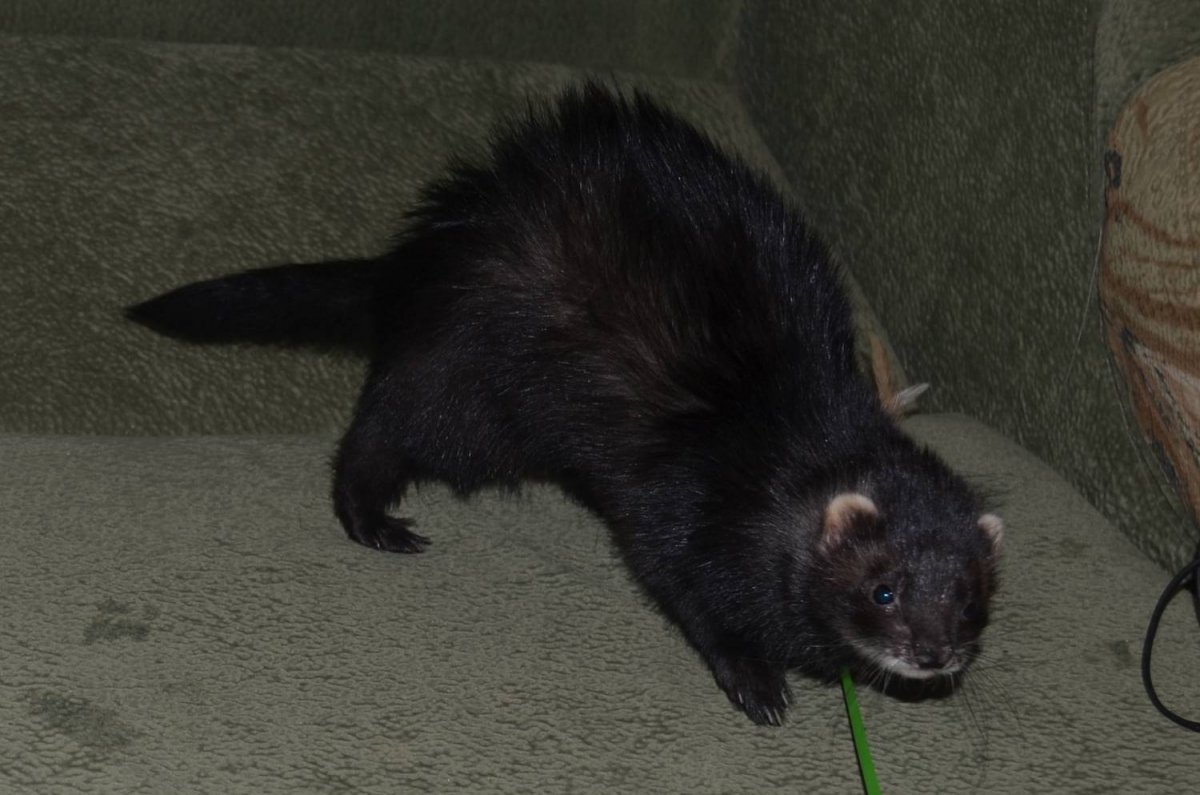 Хорёк Лесной фото черный