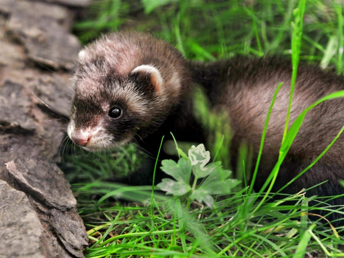 Черная норка