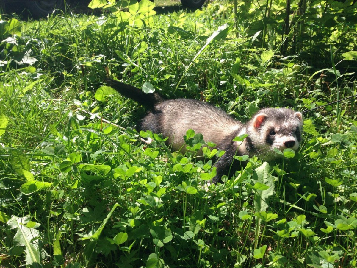 Черноногий (американский) хорек