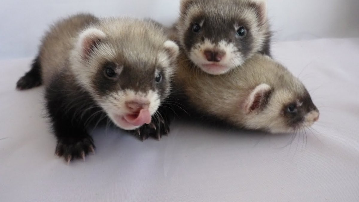 Лесной хорёк