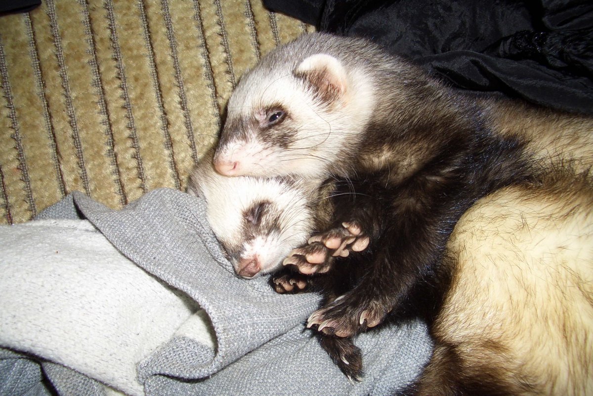 Хорек фретка домашние