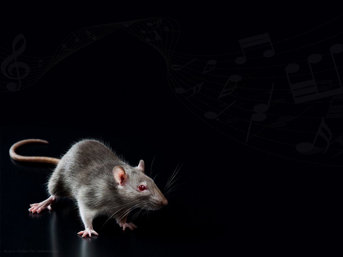 Рататуй мультфильм 2007