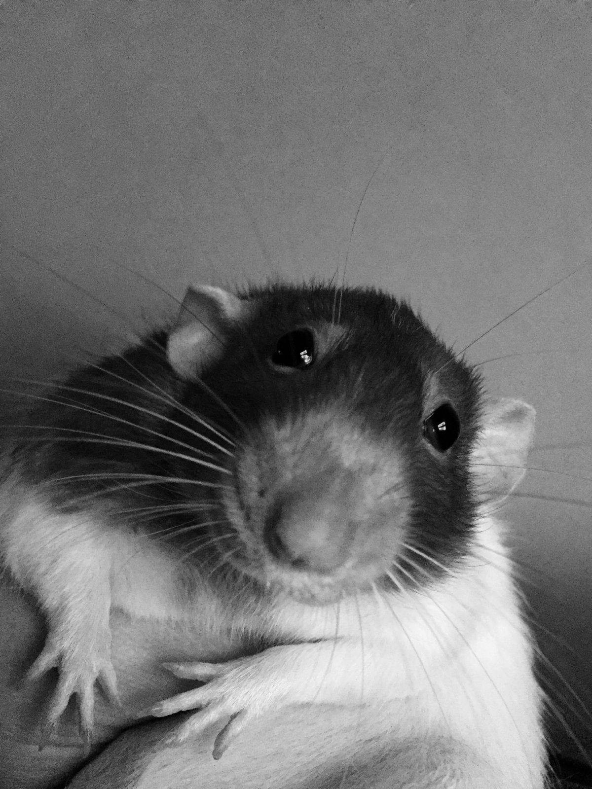 Крыса Реми из рататуя