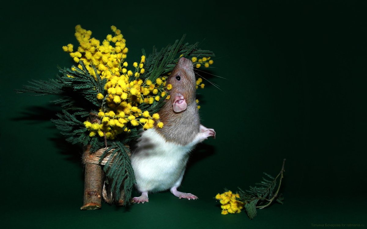 Рататуй мультфильм смотреть