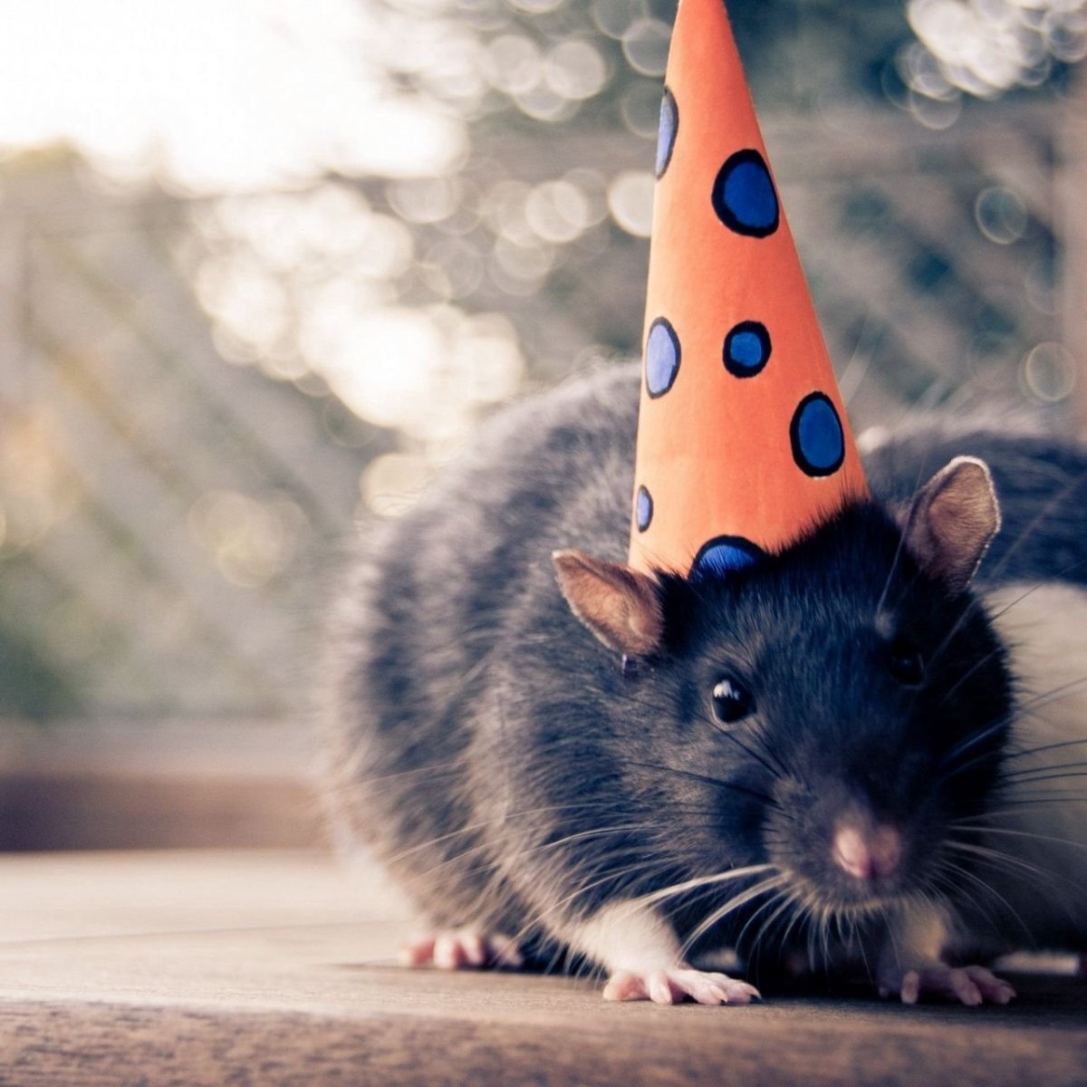 Декоративные крысы