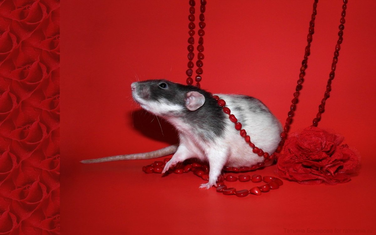 Рататуй мультфильм крыса