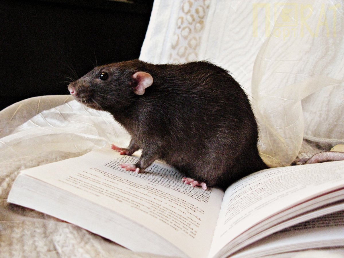 Рататуй мультфильм