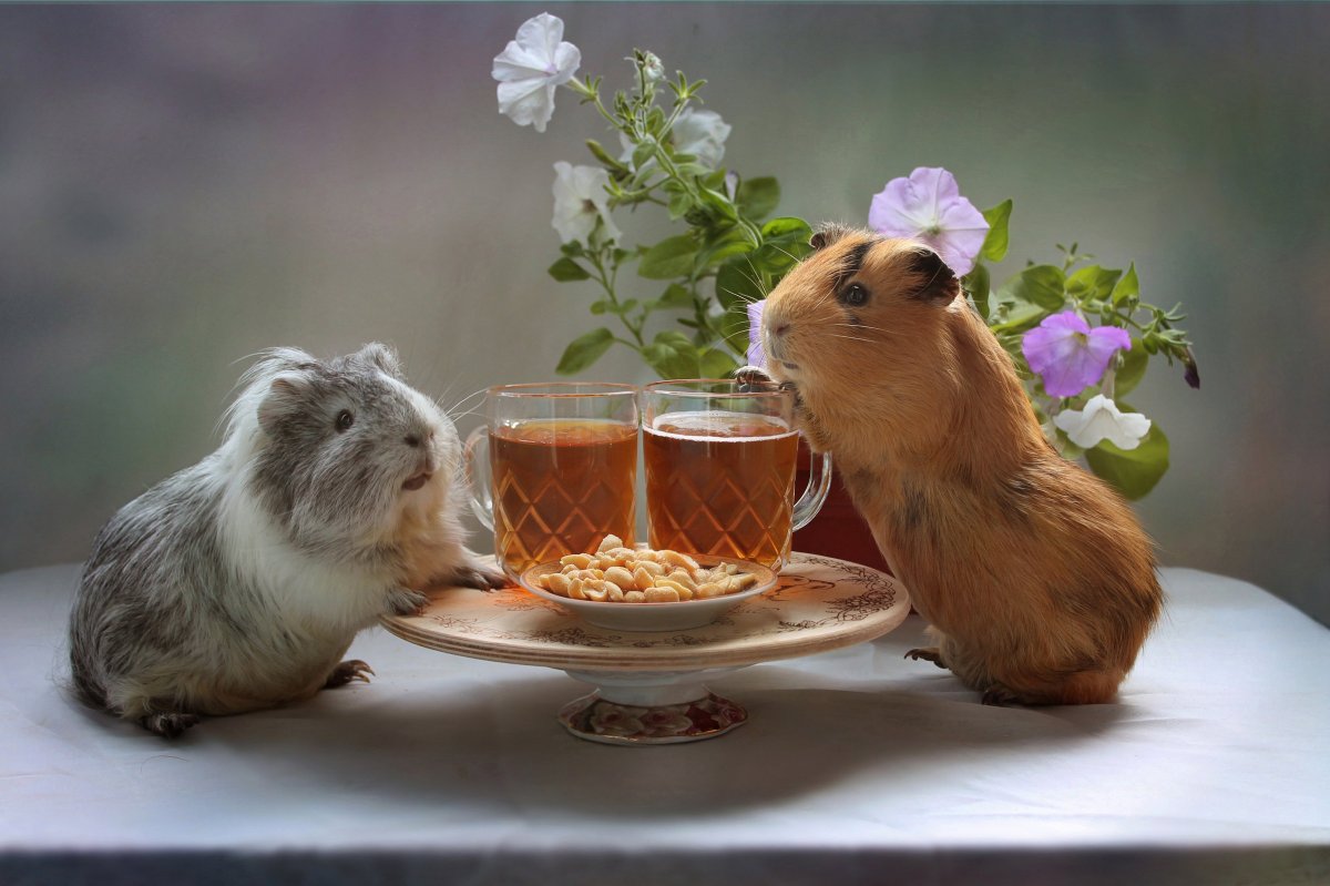 Морские свинки