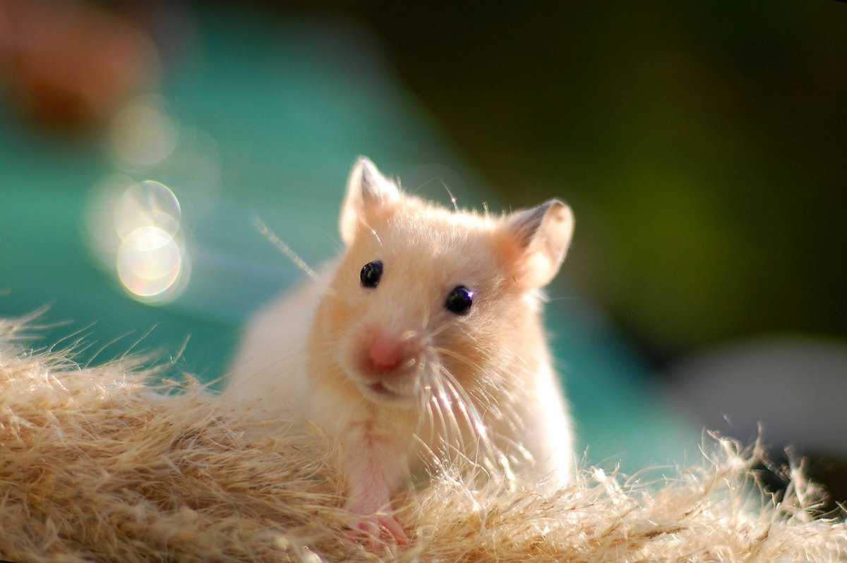 Смешные хомячки