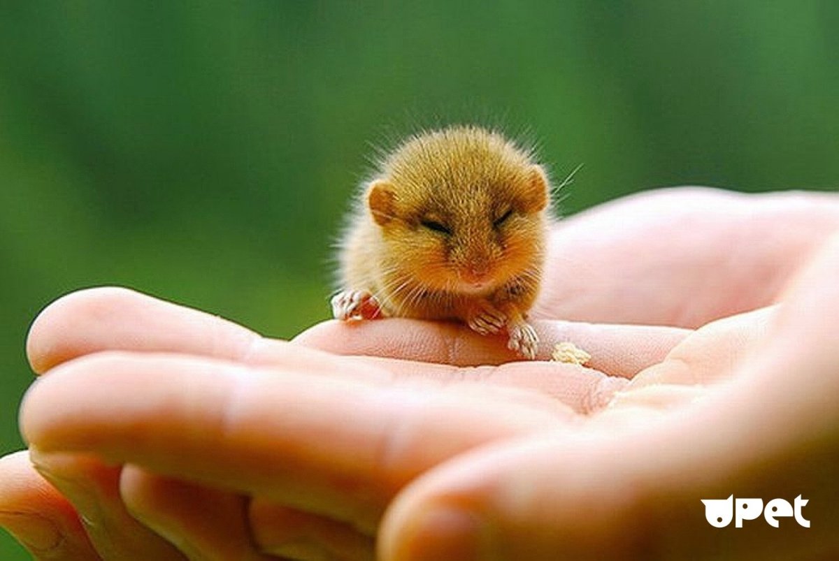 Сирийский хомяк Хома