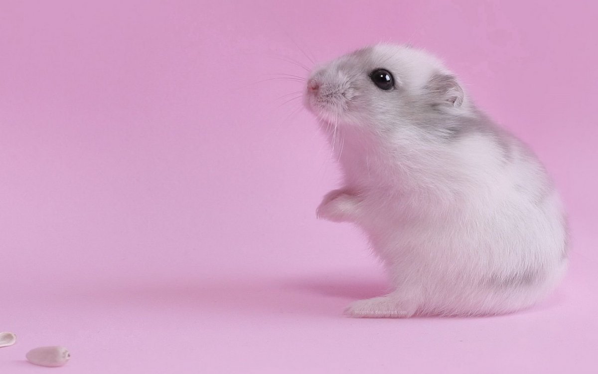 Хомяк Роборовского