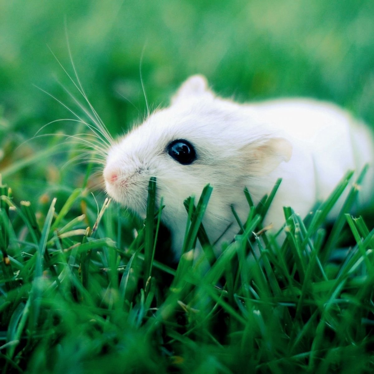 Пушистая крыса