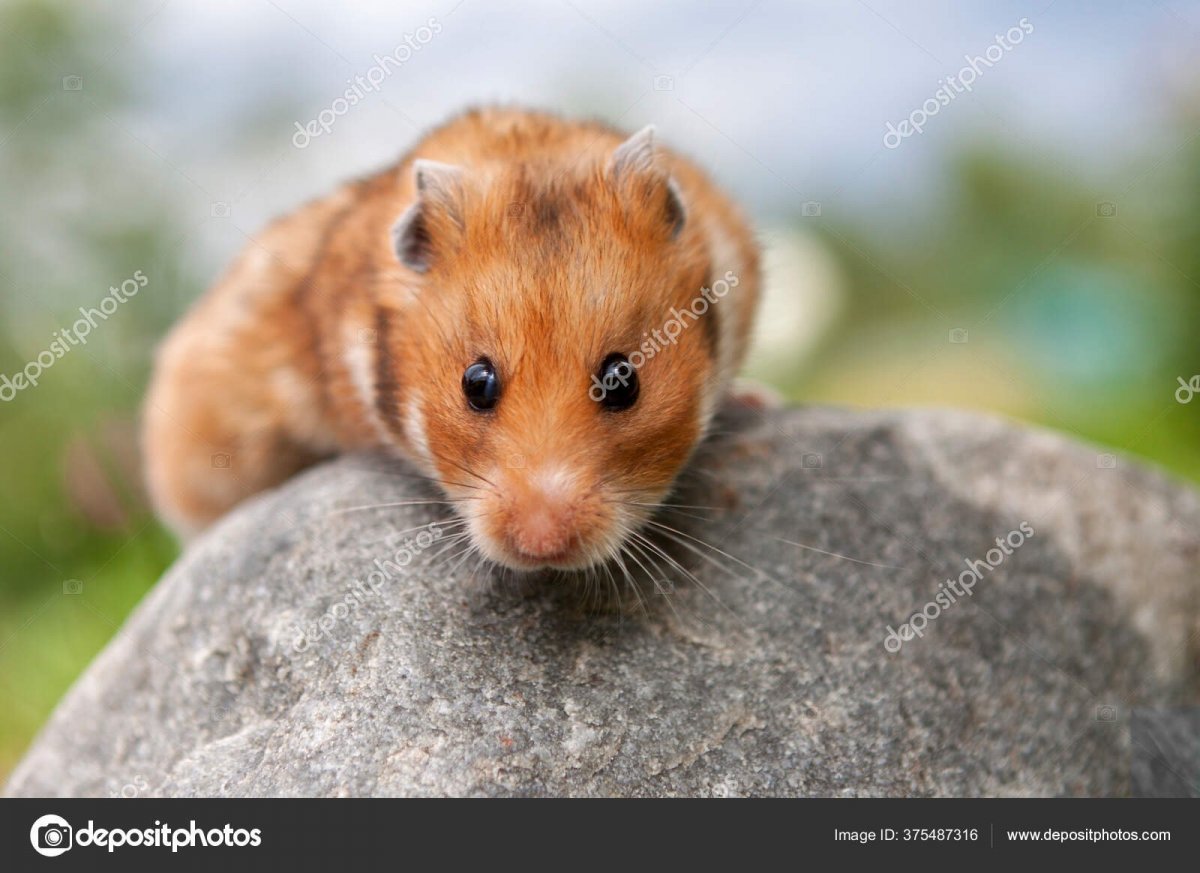 Милые хомячки