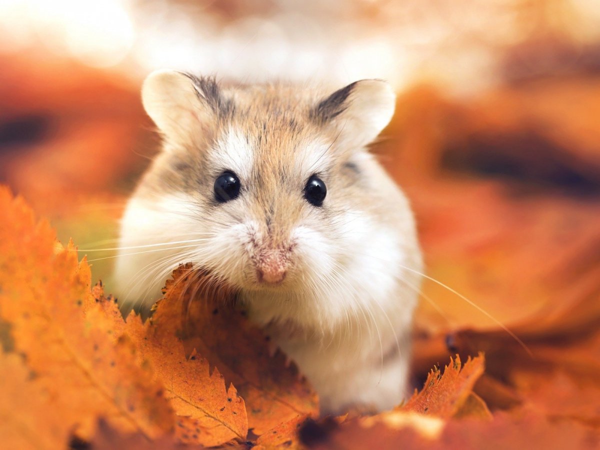 Две милые крыски