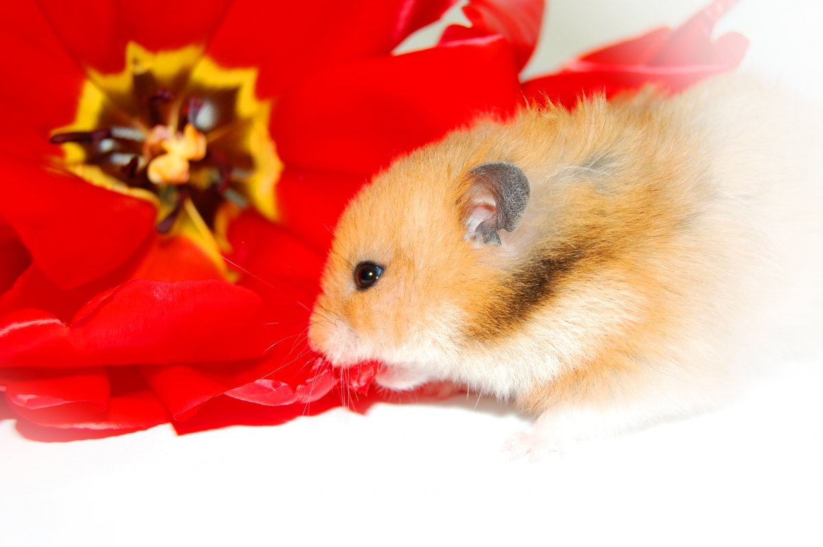 Хомяки милые и красивые