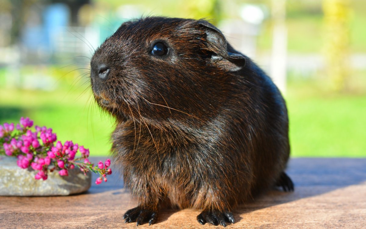 Мышиный хомяк