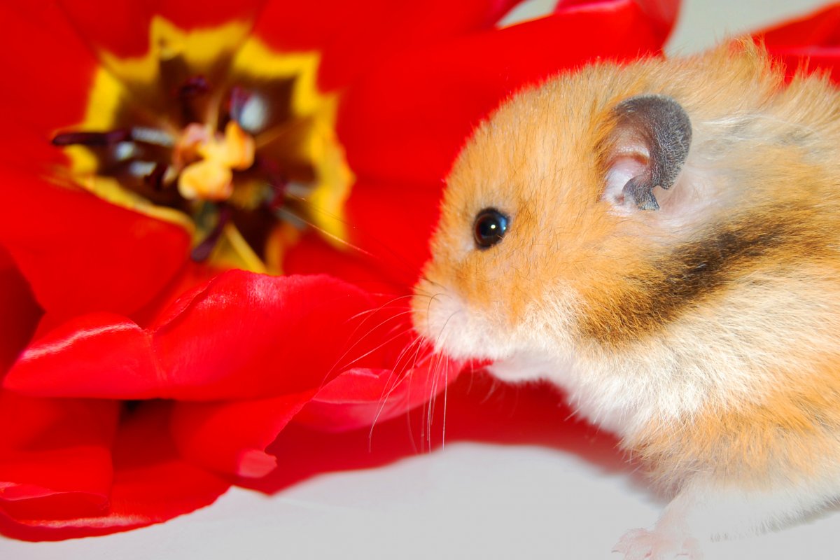 Красивые хомячки