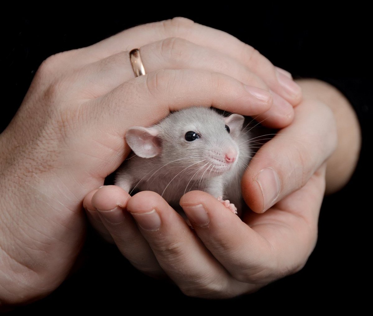 Бурундук осенью