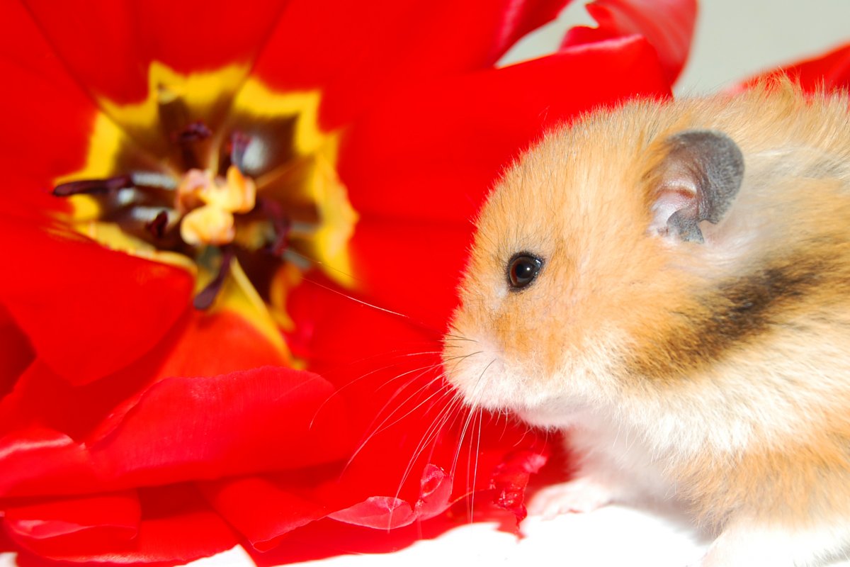 Хомяк фото