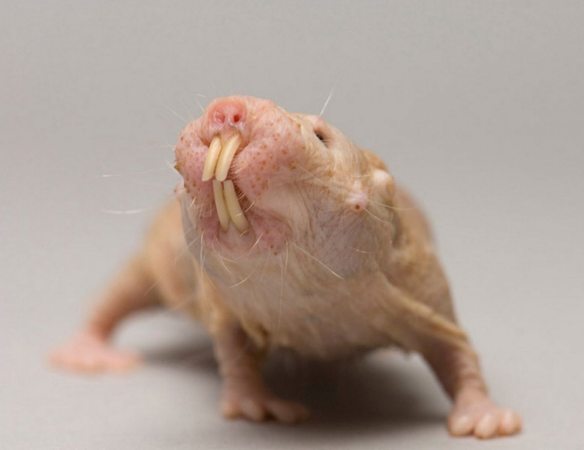 Лысая крыса сфинкс Дамбо