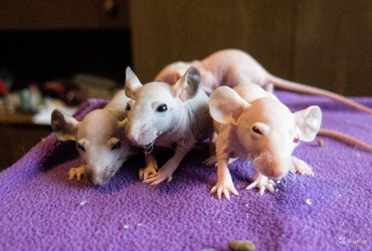 Дамбо Дабл рекс