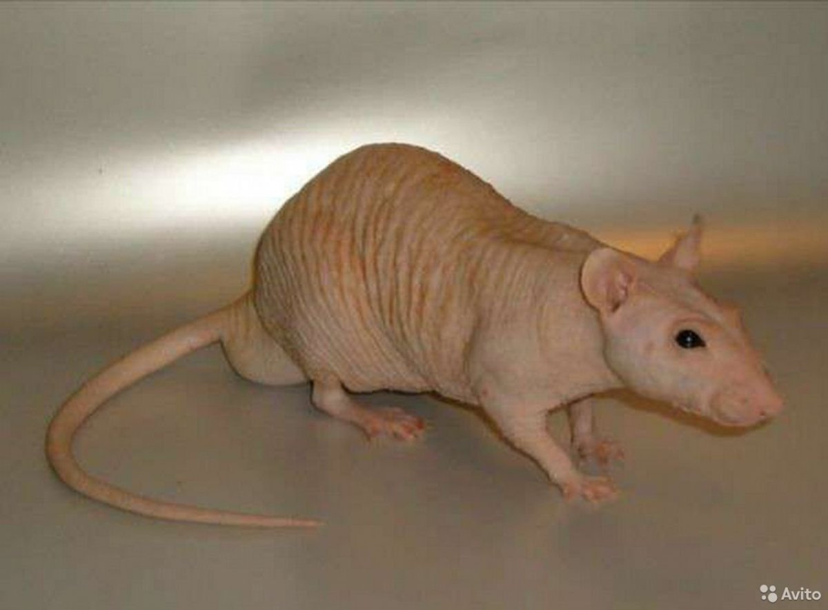 Крыса декоративная лысая