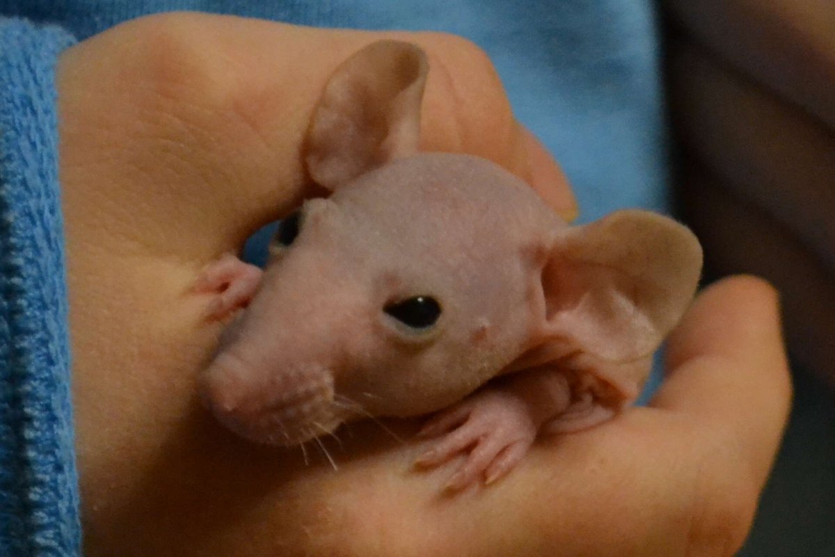 Крыса скрещенная с лысой крысой