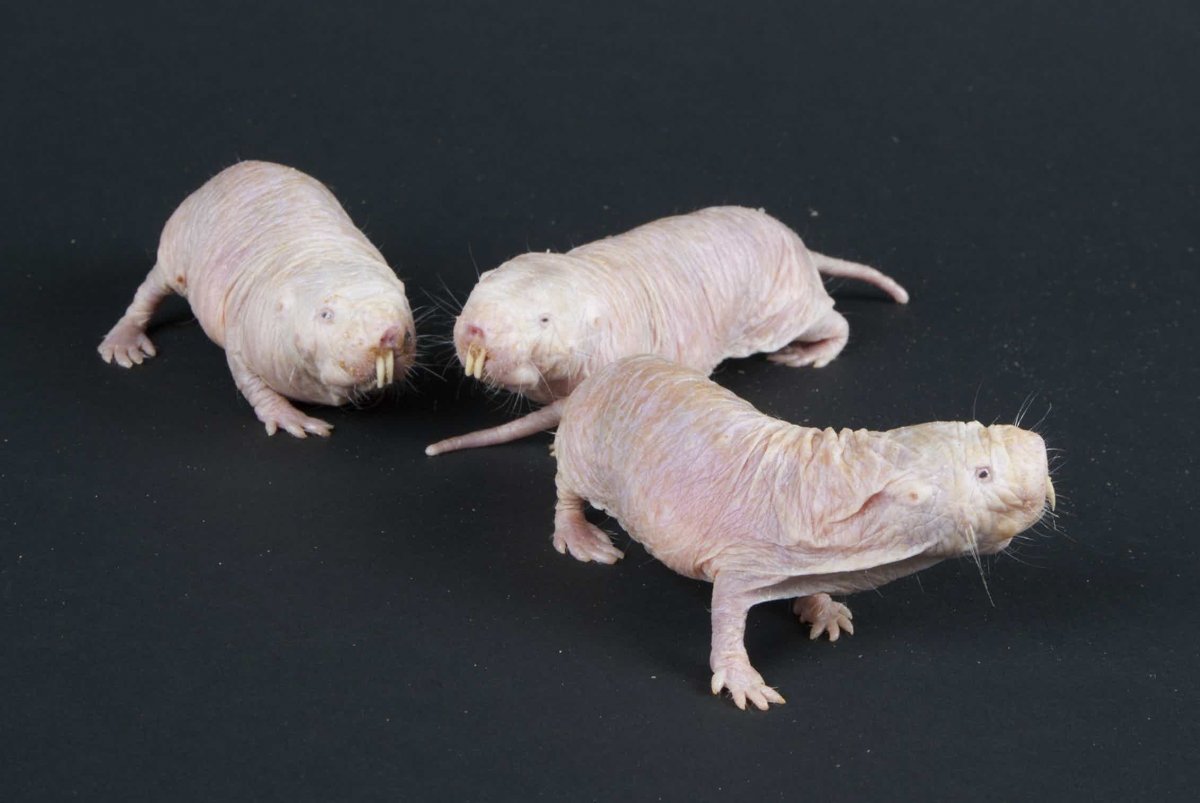 Крыса сфинкс Дамбо рекс