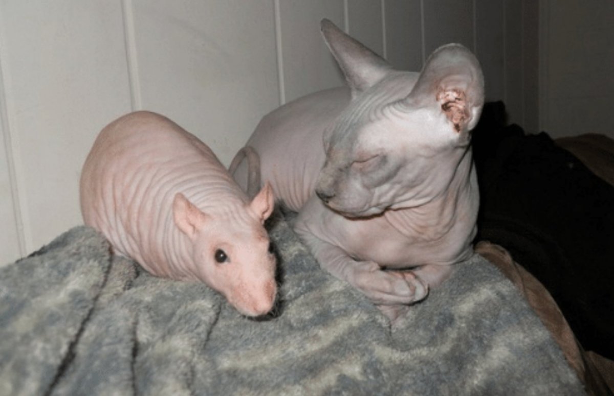 Землеройковая крыса