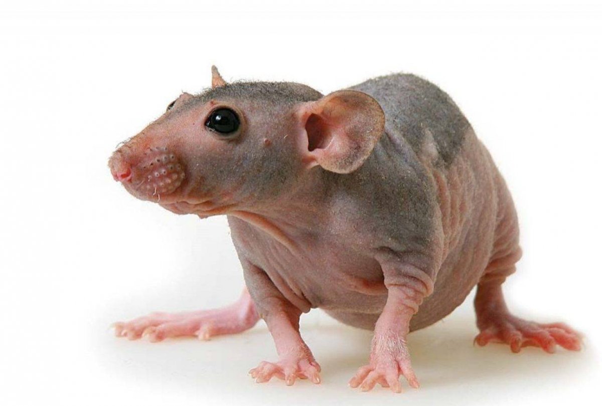 Бесхвостые сатиновые крысы