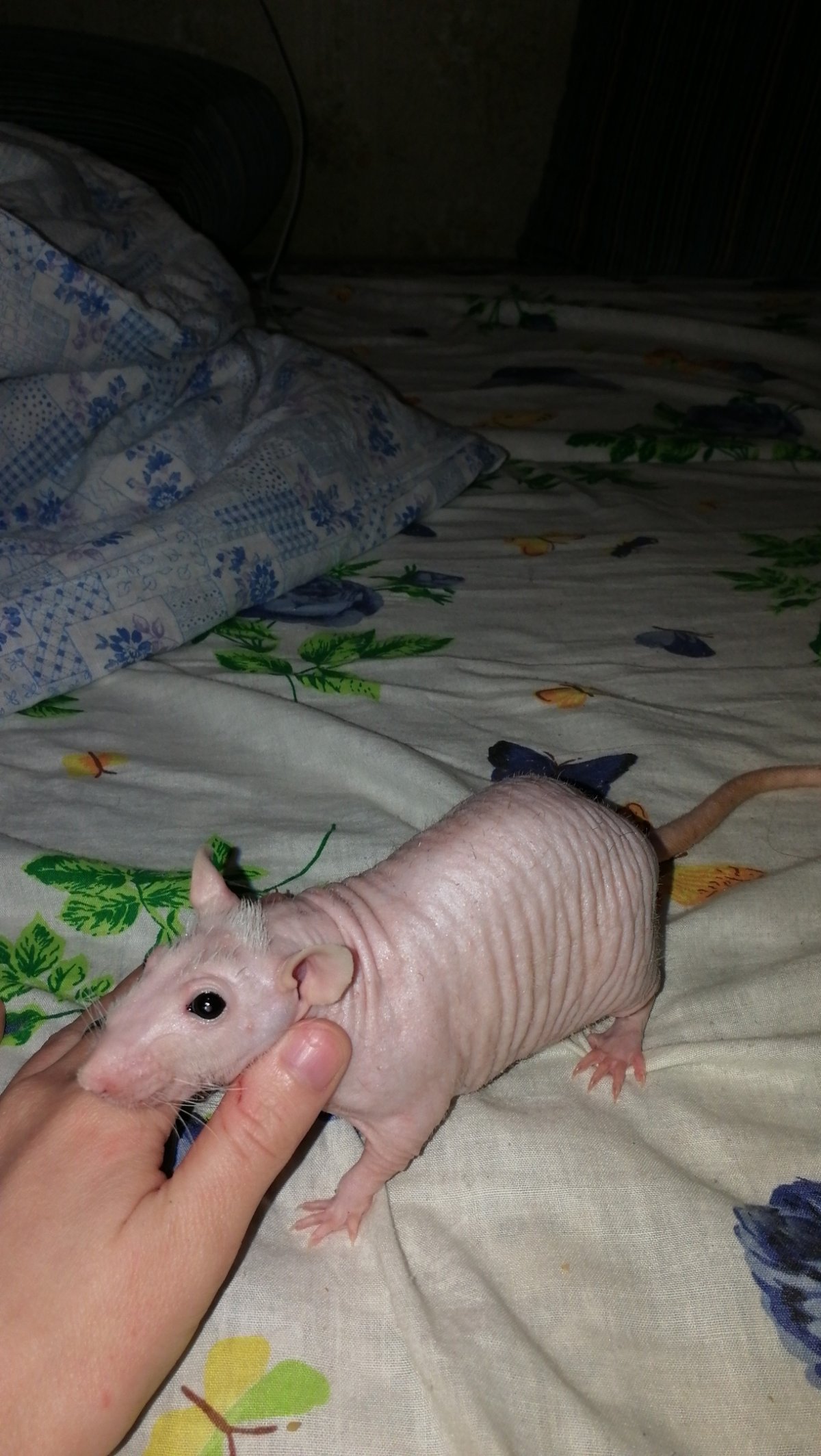 Вомбат детеныш