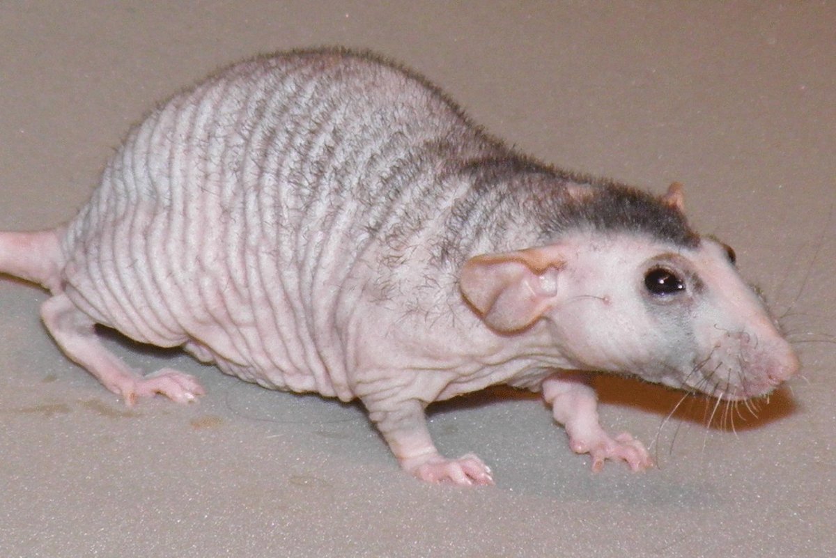 Шиншилла сфинкс