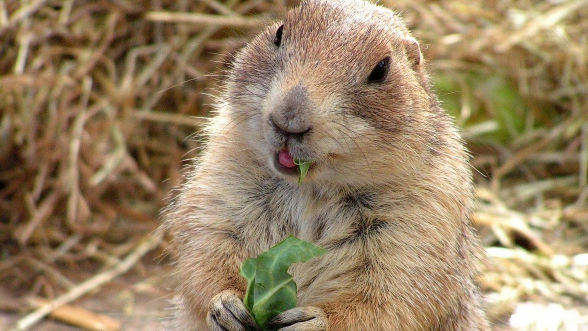 Смешной сурок