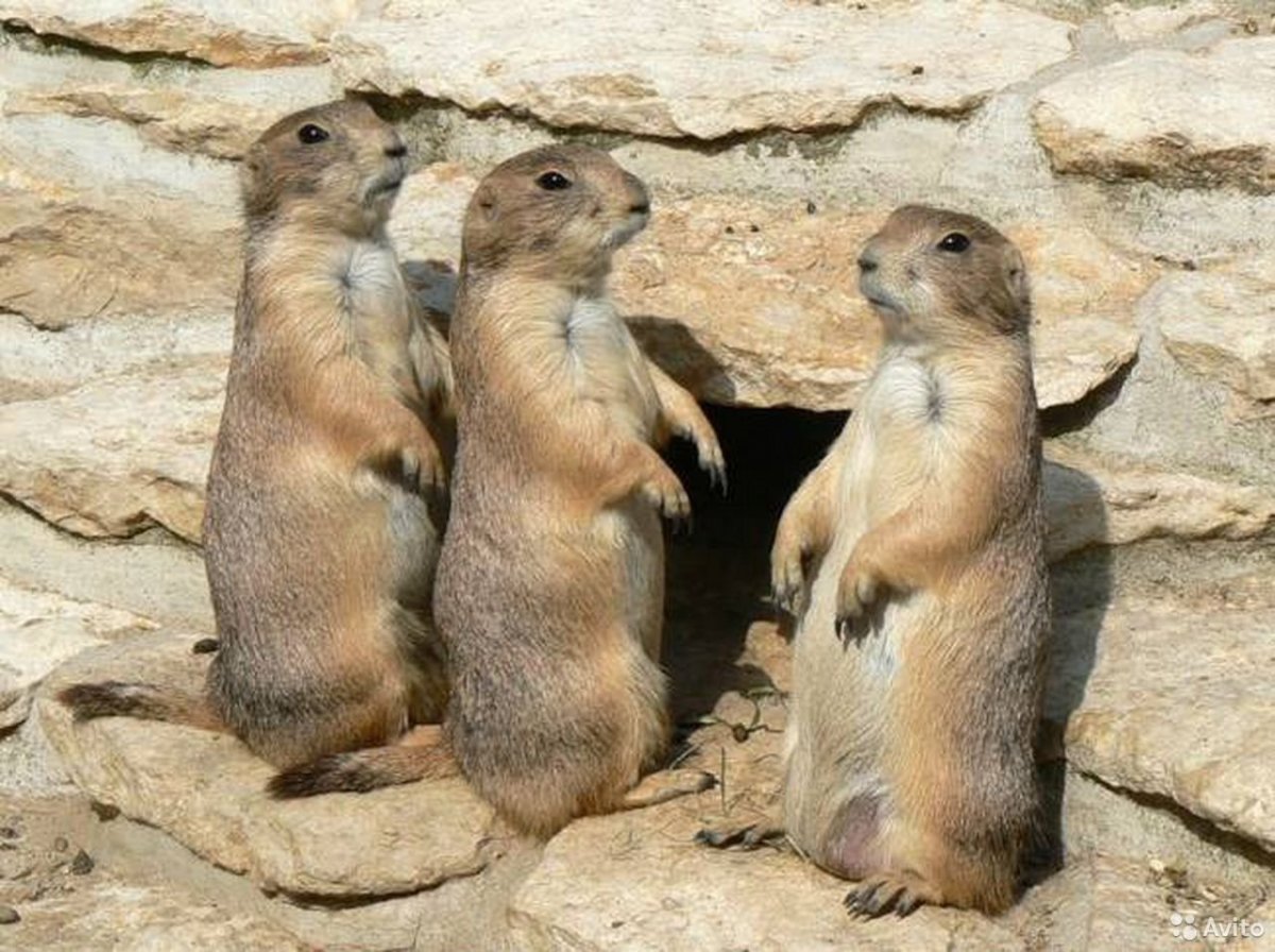 Длиннохвостый суслик