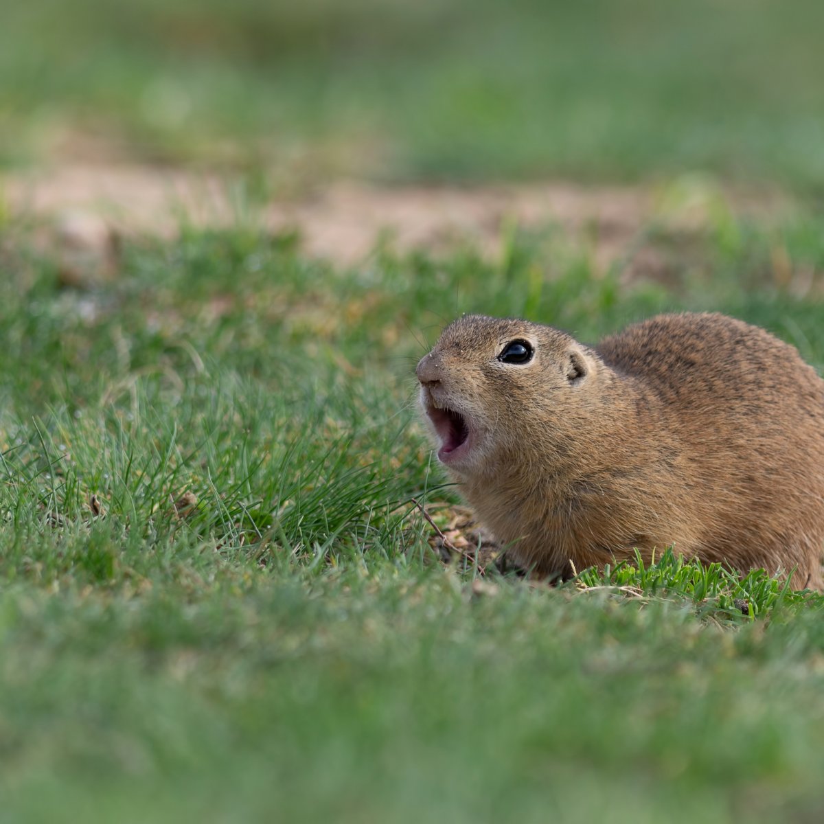 Суслик Луговой