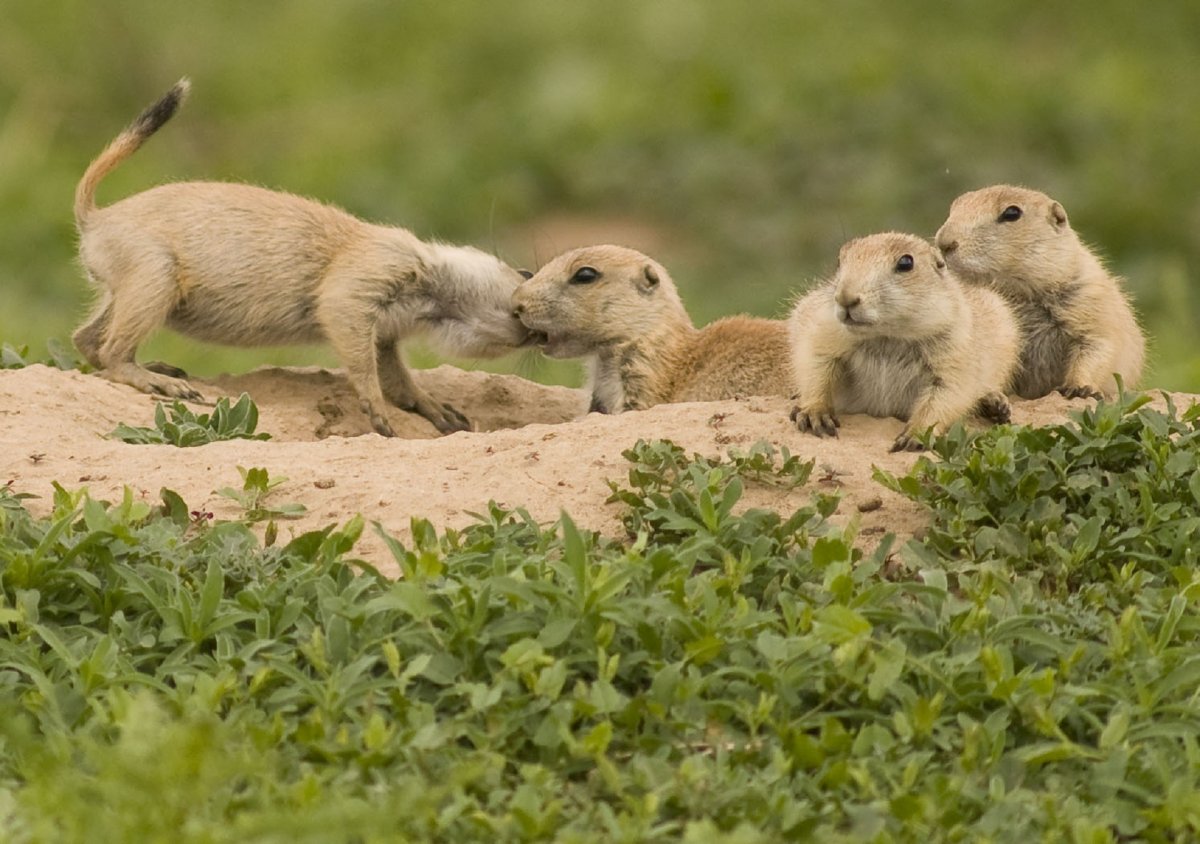 Prairie Dog — Луговая собачка