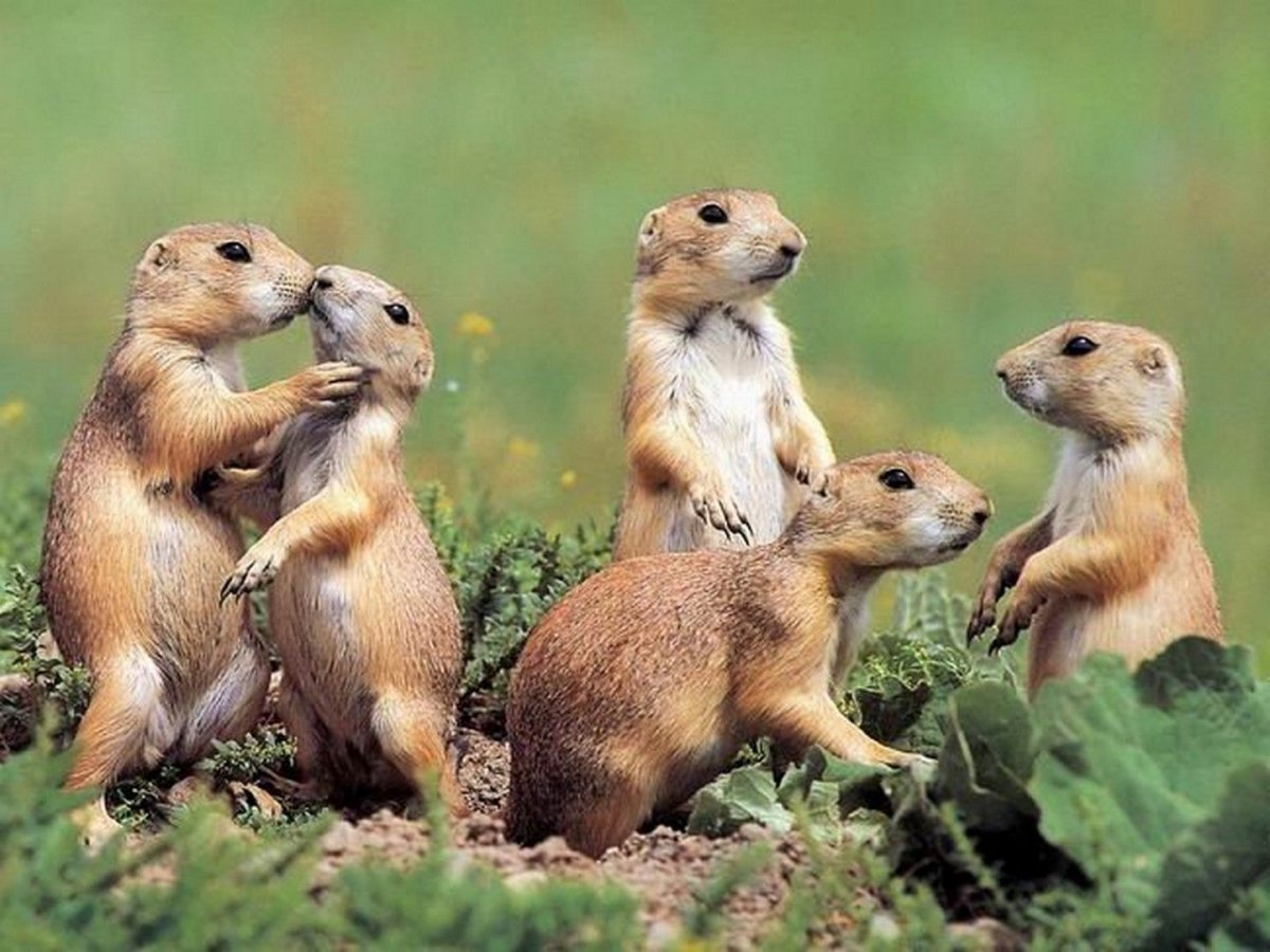 Много сусликов