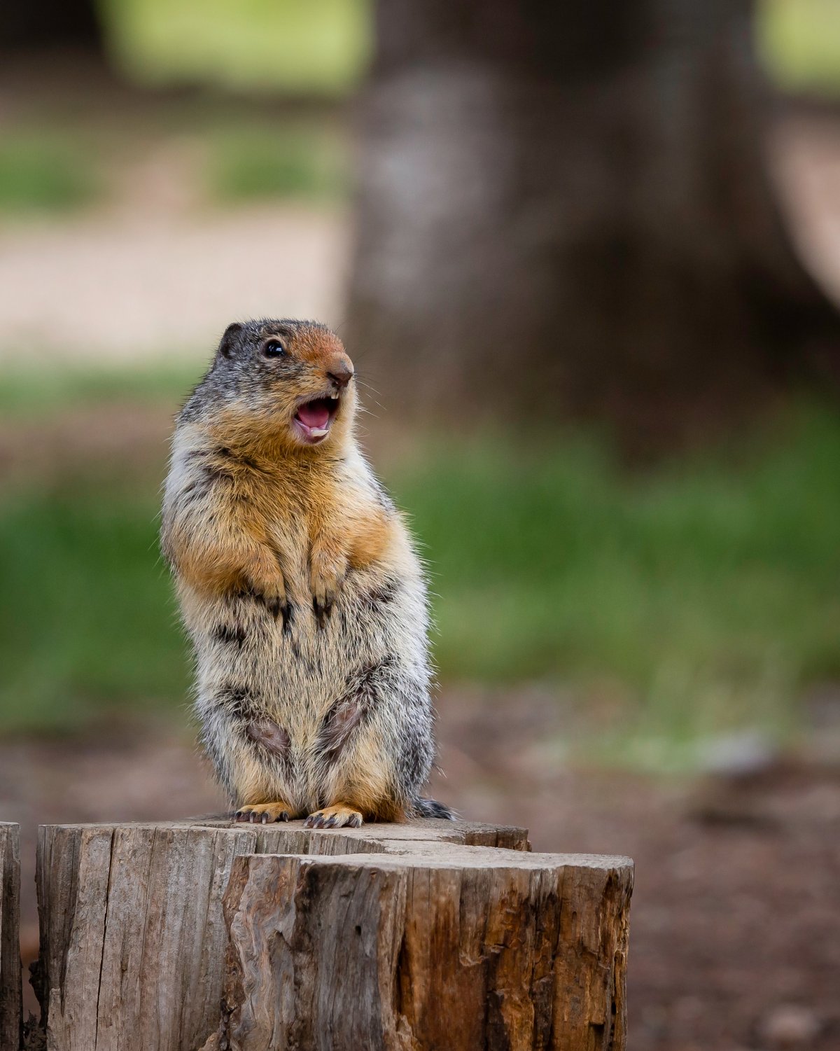 Суслик и сурок