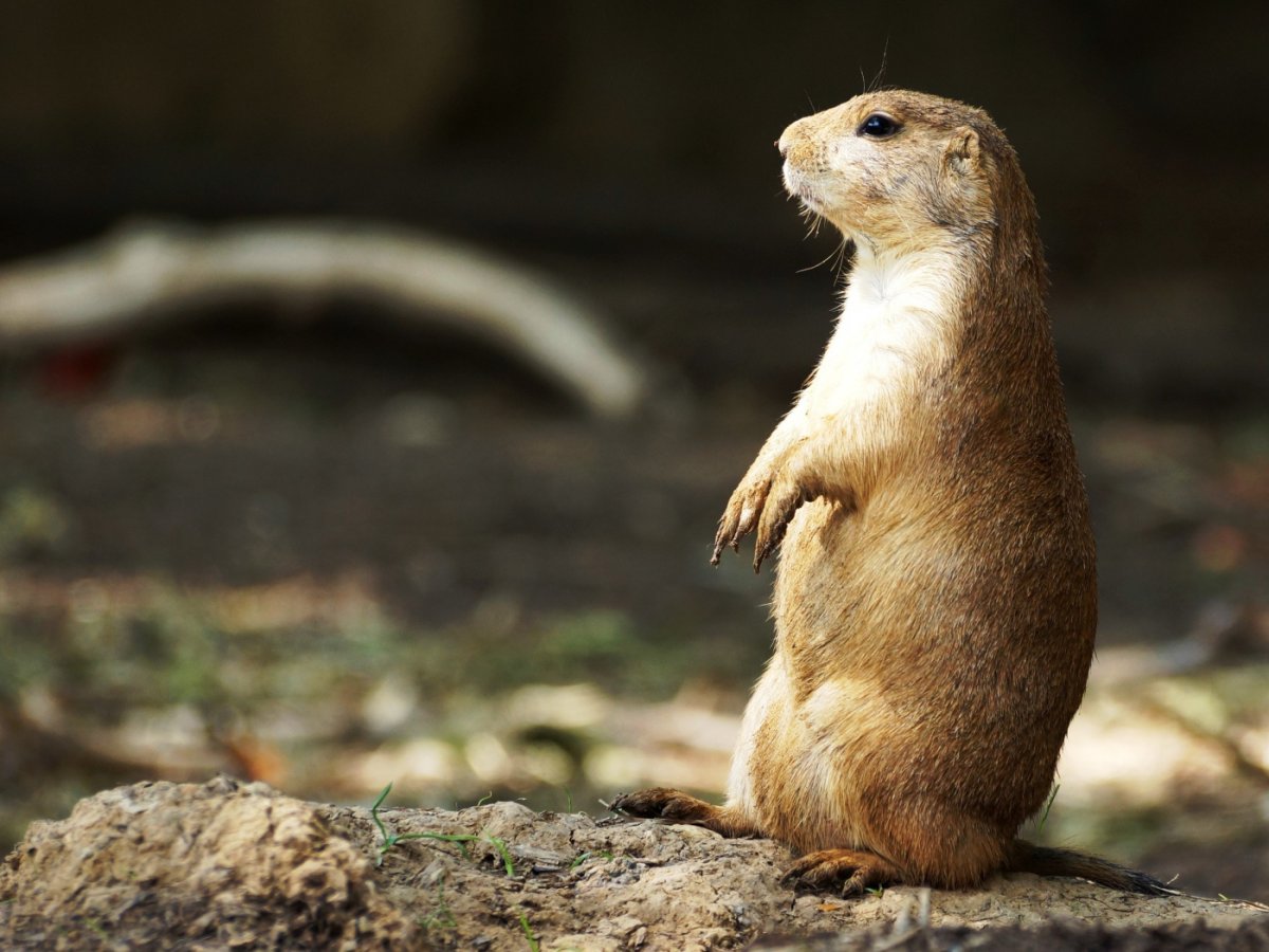 Чернохвостая Луговая собачка