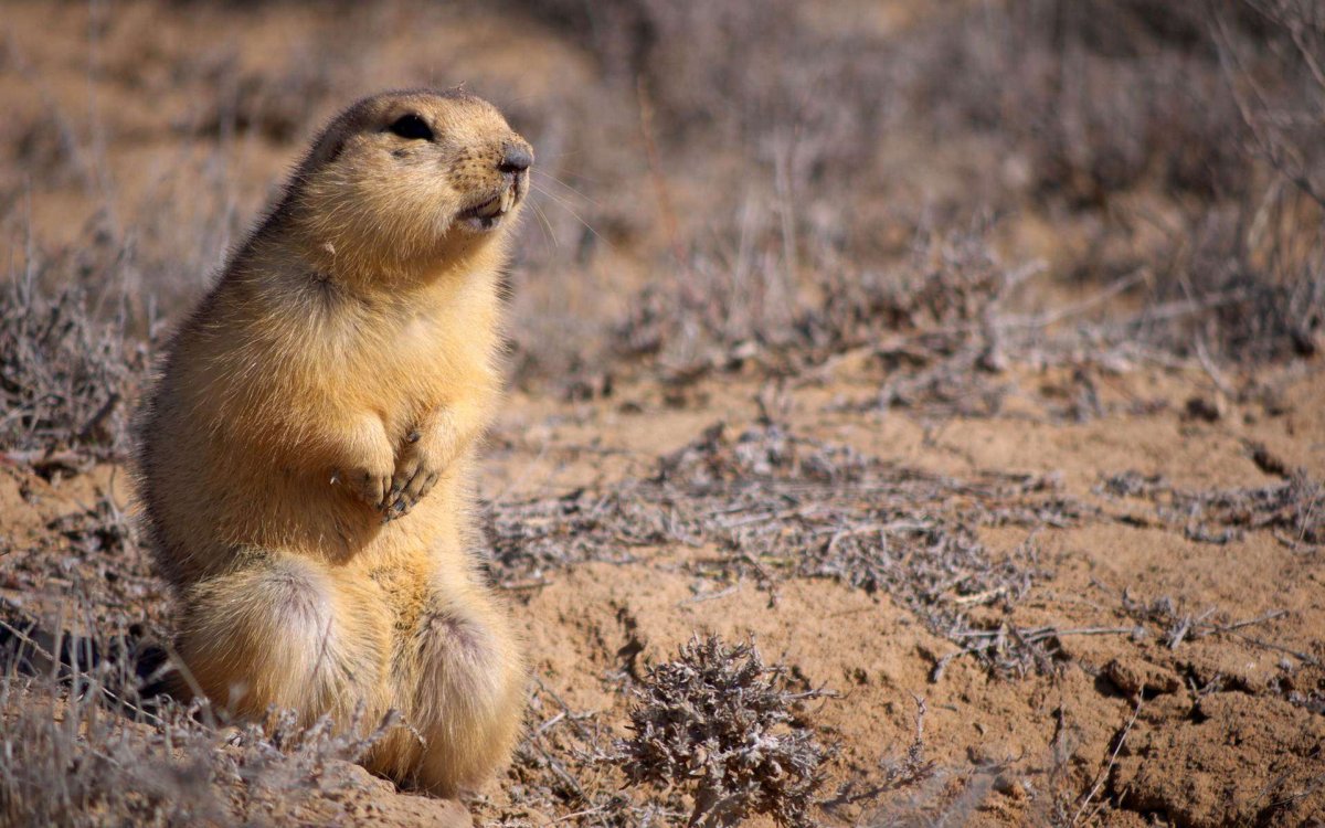 Суслики фото и описание