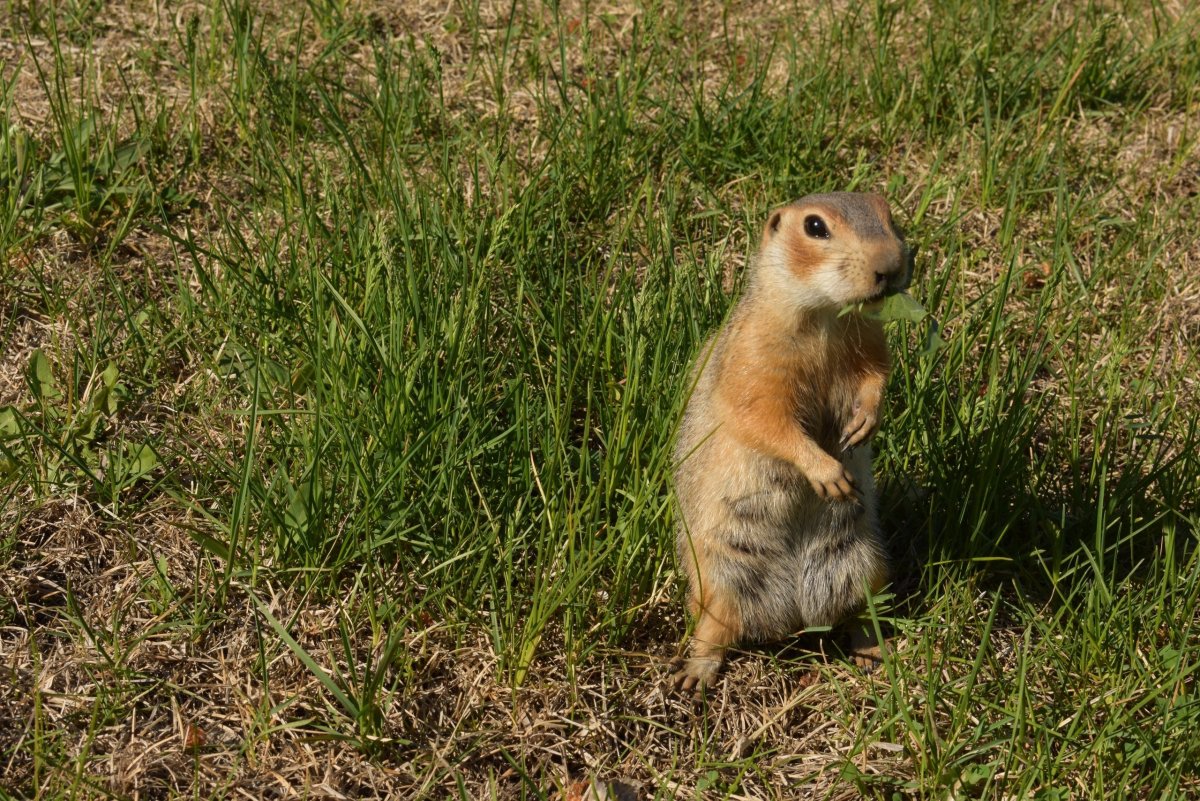 Лесной сурок (Marmota monax)