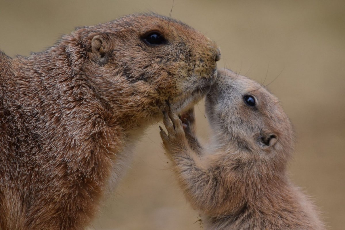 Ванкуверский сурок фото