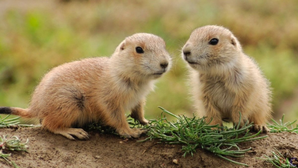 Луговые собачки Северной Америки