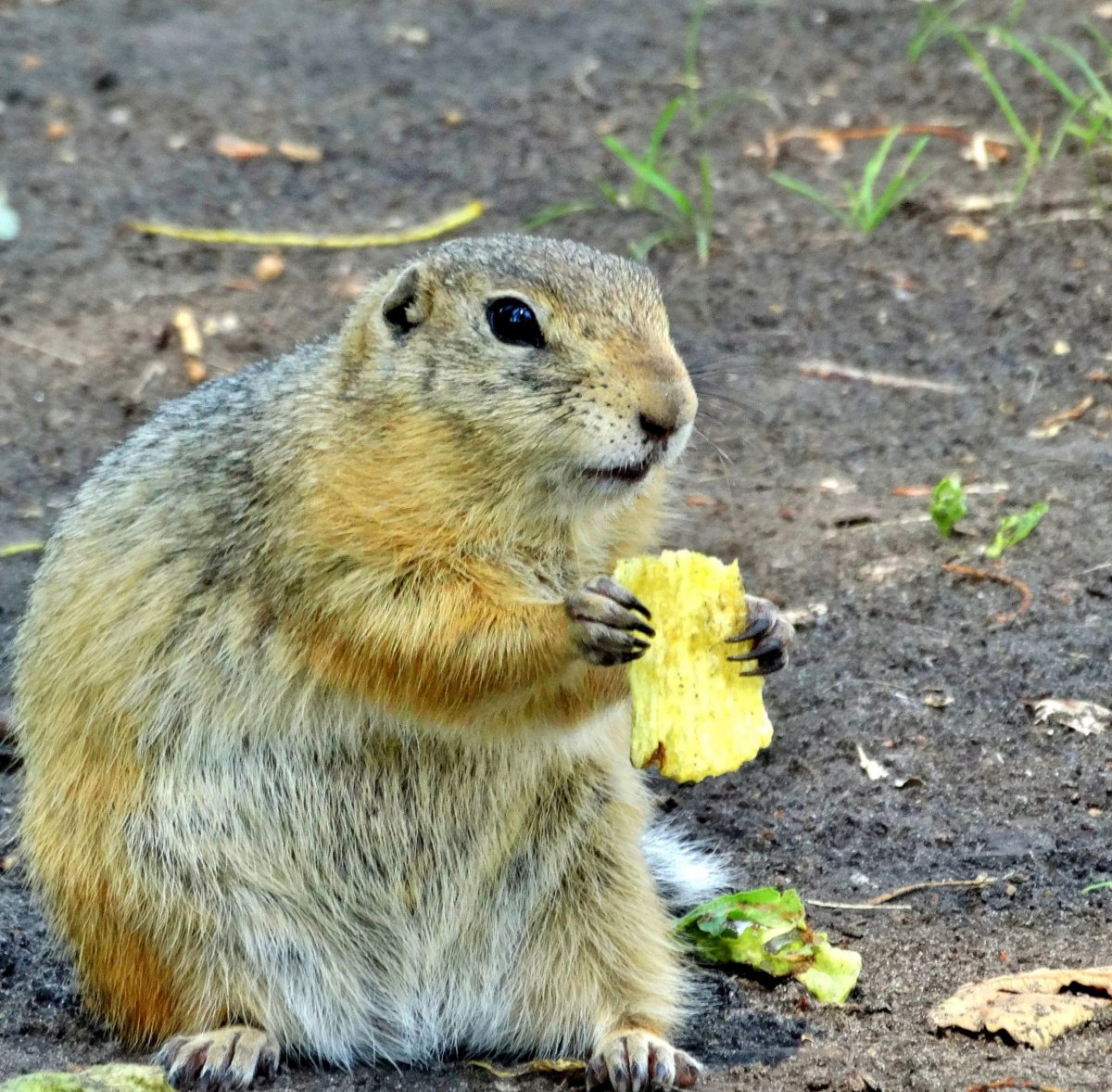 Белки и суслики
