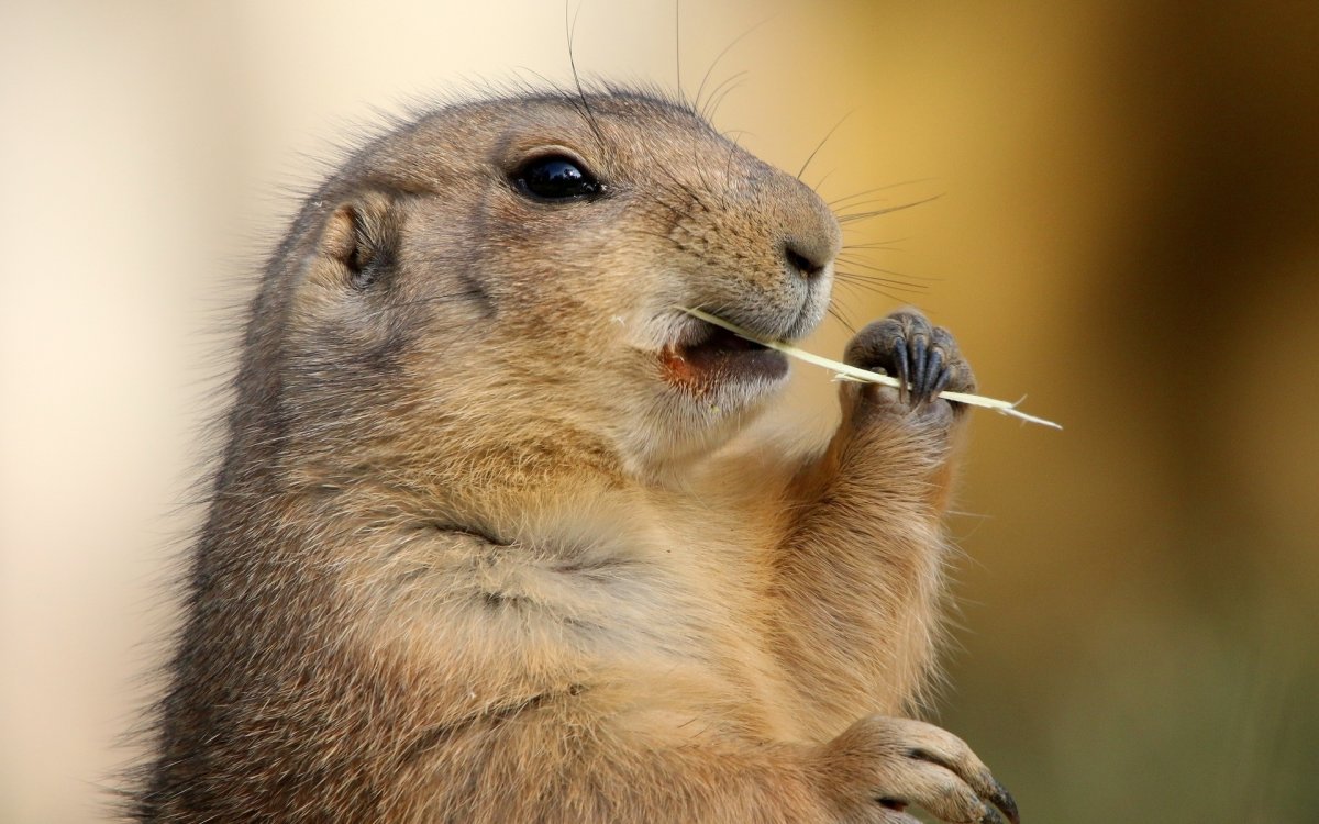 Суслики милые похожие на них