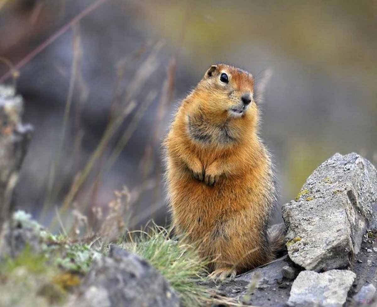 Суслик тарбаган